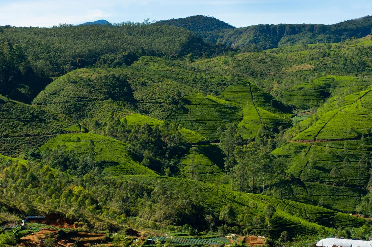 Rolling green hills covered in terraced tea plantations and forested ridges under a bright blue sky.