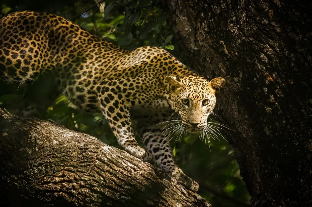 A spotted leopard peering forward intently while perched along a thick, textured tree branch in the shade.