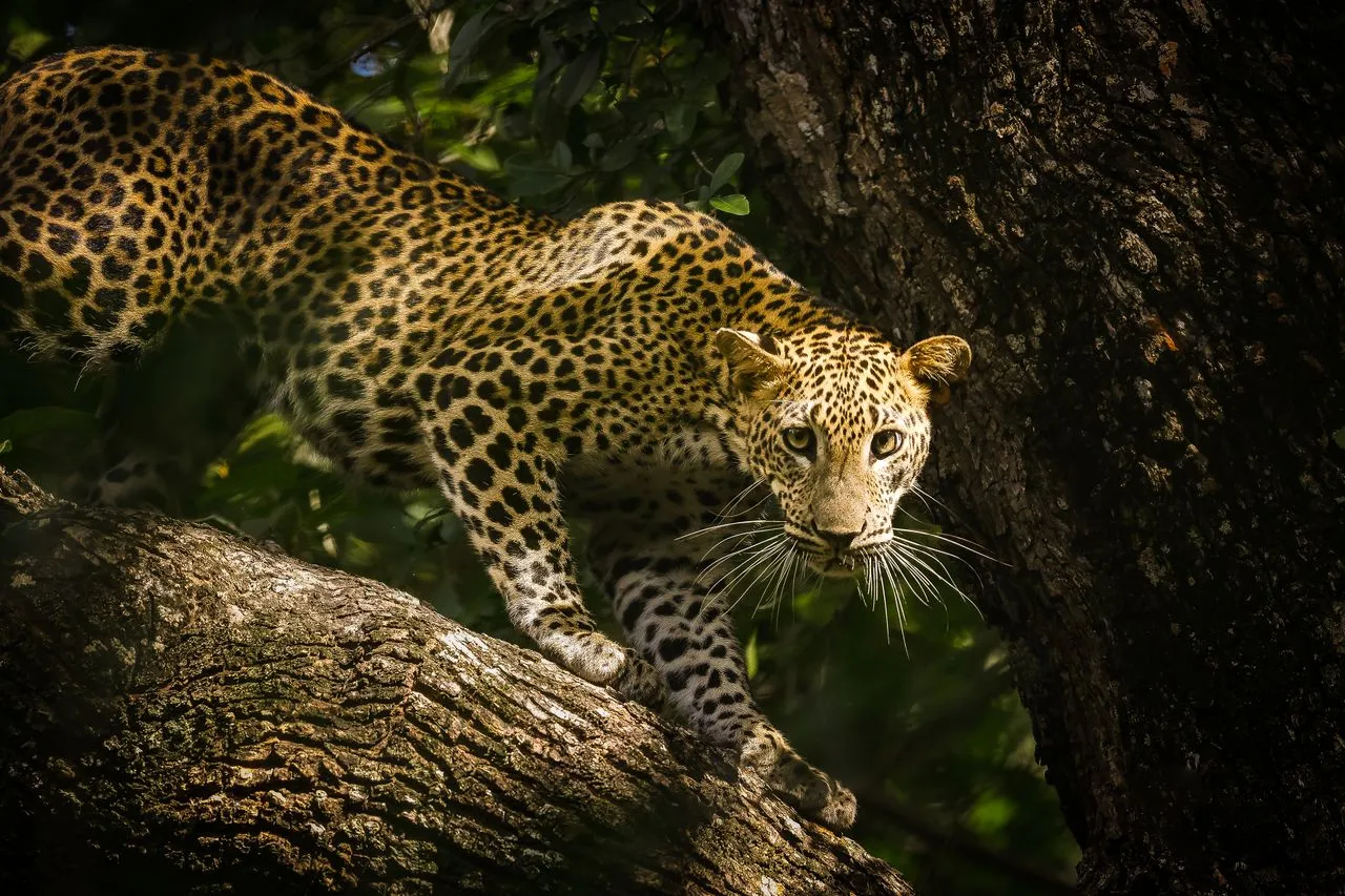 A spotted leopard peering forward intently while perched along a thick, textured tree branch in the shade.