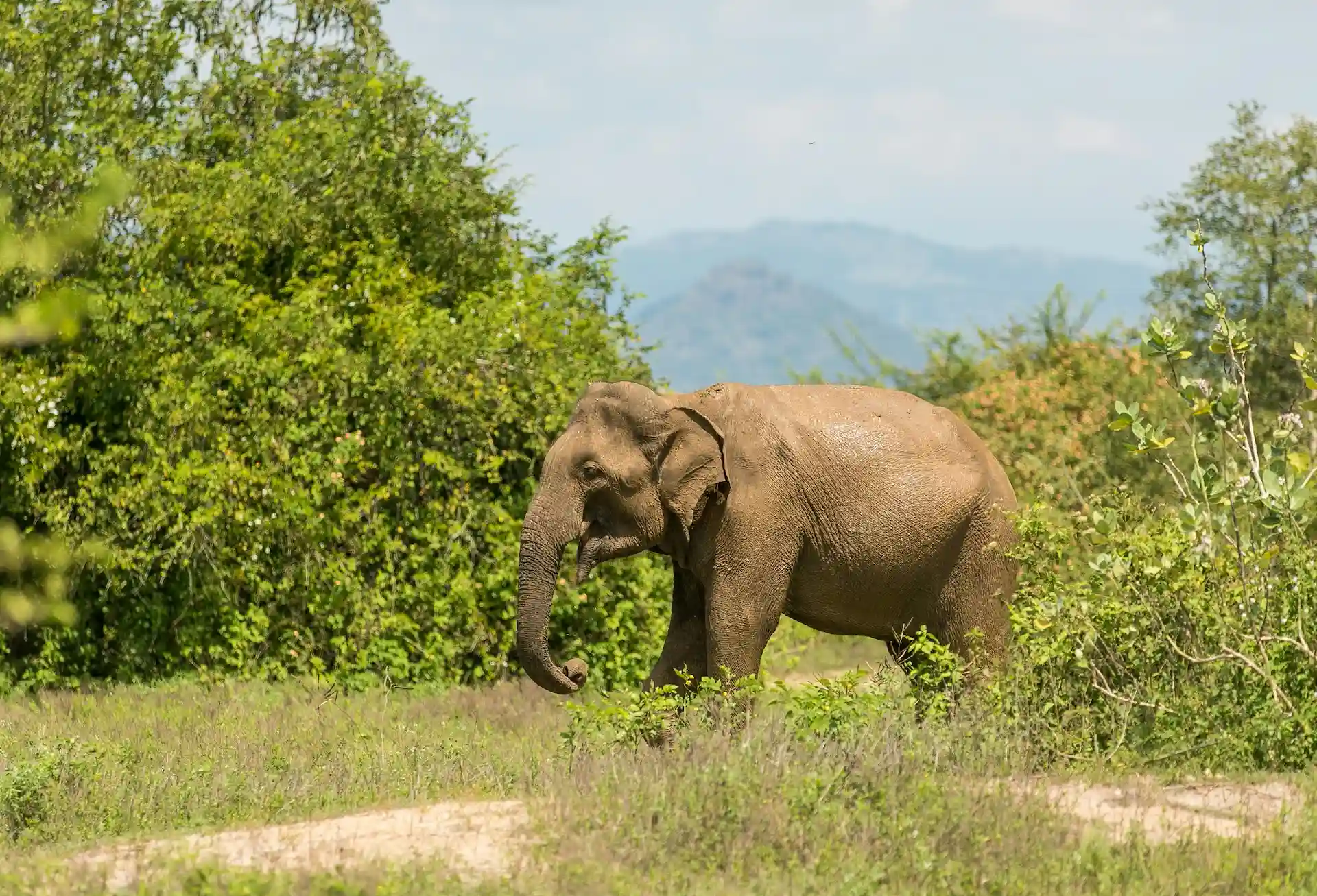 Wild Asian elephant in Udawalawe National Park, Sri Lanka