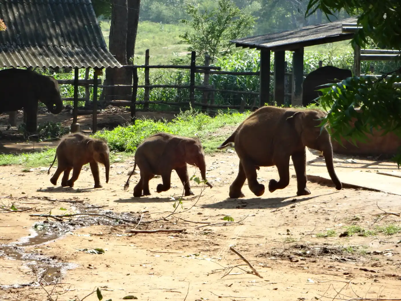 Young elephants walking at the Elephant Transit Home in Udawalawe, Sri Lanka