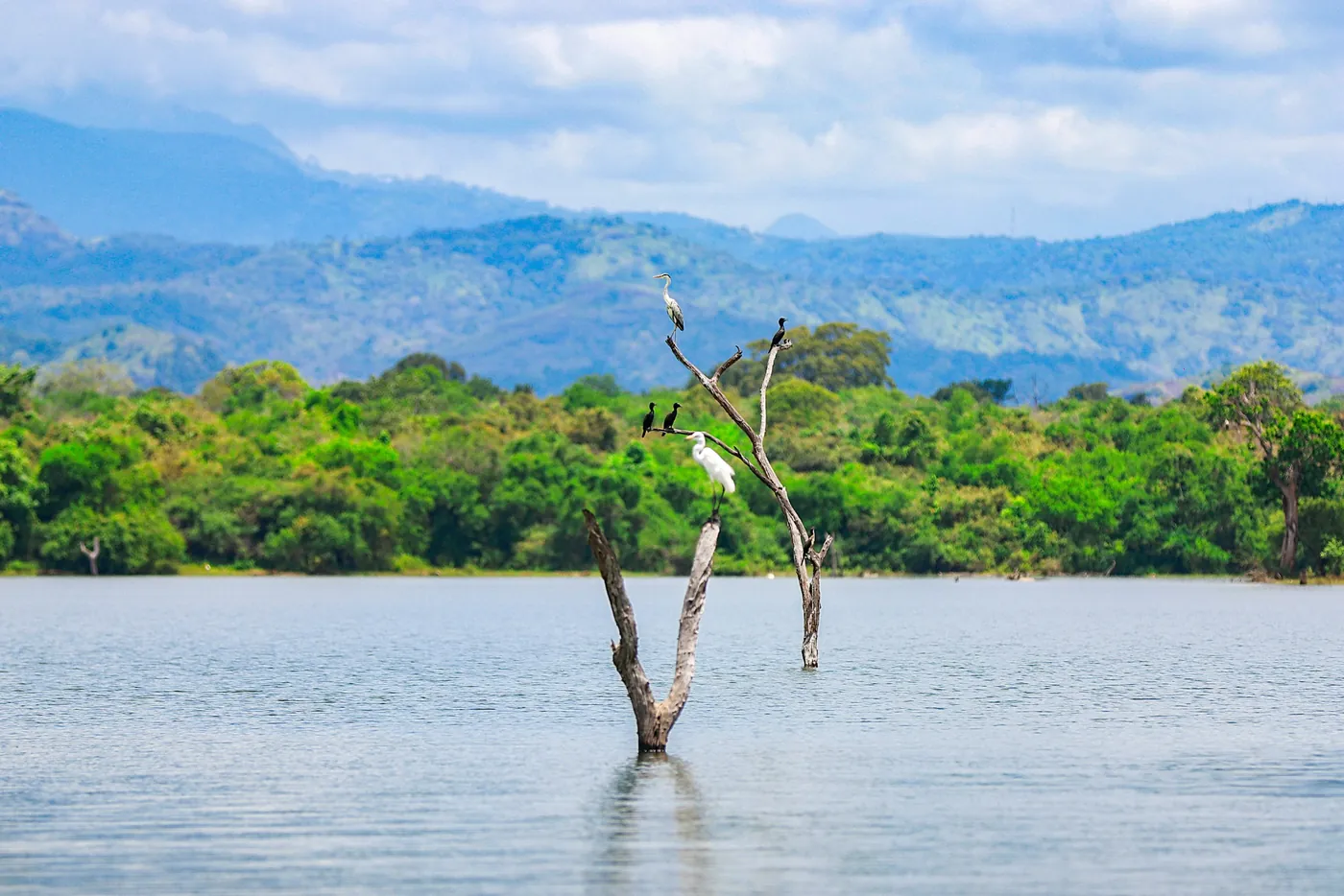 Birds resting on dead trees above the water in Udawalawe National Park, Sri Lanka