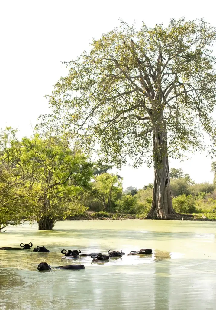 Wild water buffalo resting in a wetland inside Udawalawe National Park, Sri Lanka