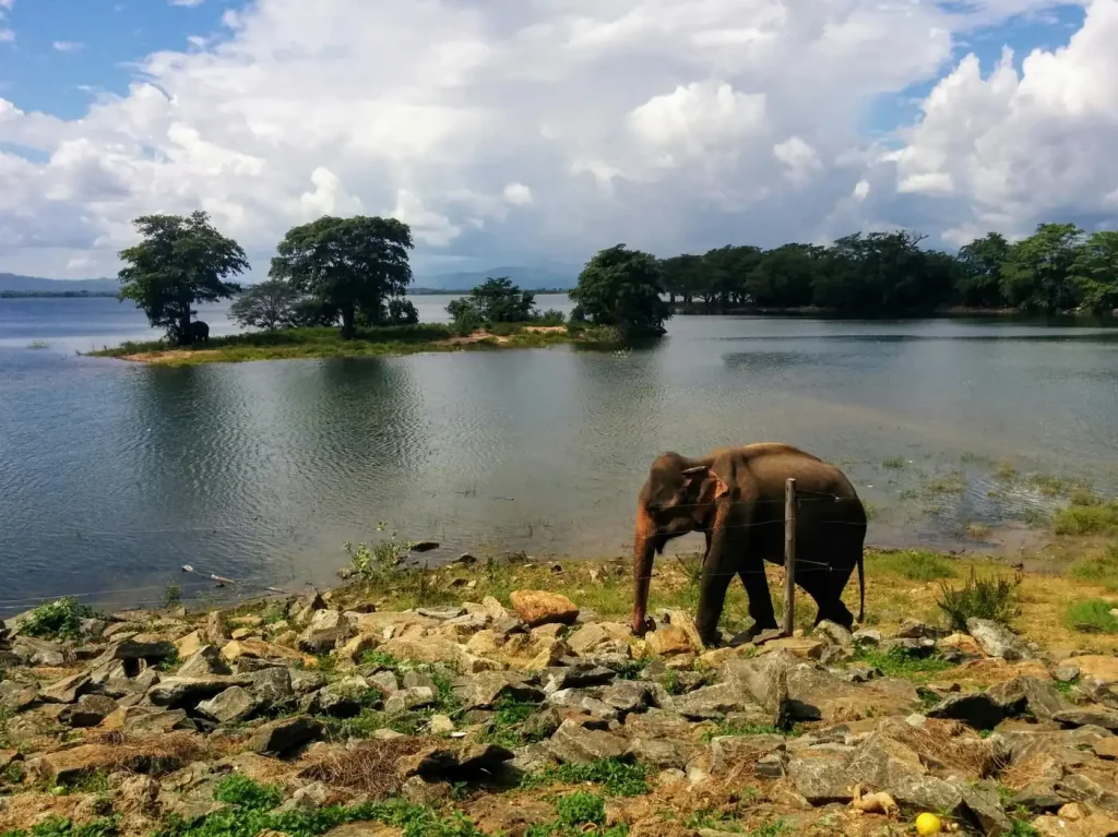 Elephant beside Udawalawe Reservoir in Sri Lanka
