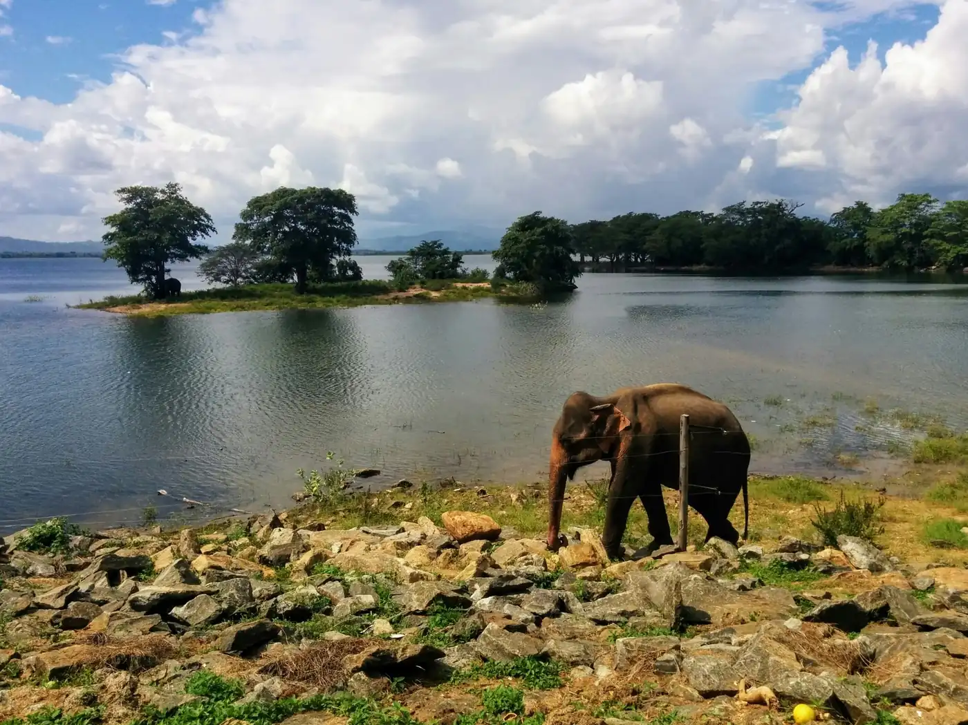 Elephant beside Udawalawe Reservoir in Sri Lanka